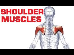 Individually, they rotate the shoulder joint. Rotator Cuff Shoulder Muscles Anatomy Youtube