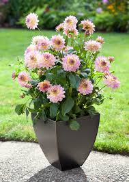 We did not find results for: Dahlia Flowers How To Grow Cut And Arrange Them Better Homes Gardens