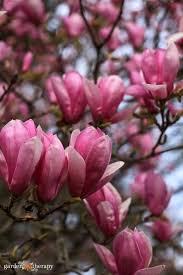 Image result for Magnolia