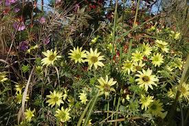 Image result for Vernonia centaureoides