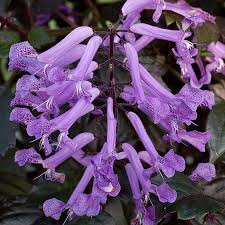 Image result for Plectranthus elegans
