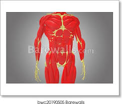 This is a table of skeletal muscles of the human anatomy. Skeleton With Chest Muscle Art Print Barewalls Posters Prints Bwc20190505