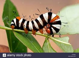 Black And White Striped Caterpillar With Orange Dots Australian Moth High Resolution Stock Photography And Images Alamy