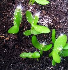 Walaupun buah ini berasal dari amerika, ia ditanam secara komersial di vietnam, thailand, dan taiwan. Tanamsendiri Com Grow Your Own Gambar Hari Ini Cambahan Pokok Buah Naga