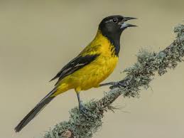 Image result for Bulbostylis oritrephes