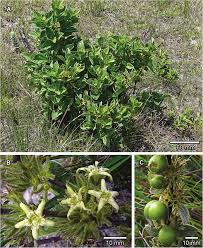 Image result for Pygmaeothamnus zeyheri