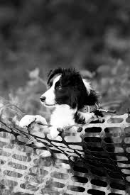 Black And White Sheep Herding Dog Eager Border Collie Watching The Sheep Dog Trials Collie Dog Herding Dogs Border Collie