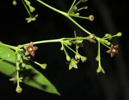 Image result for Vincetoxicum tenuipedunculatum