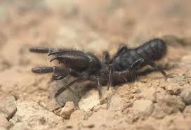 Desert legends, fact and fiction. Wild Black Camel Spider Hunting At Night In Morocco 14461687