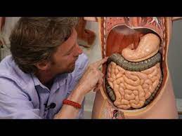 The dilated body region, called the body (corpus), which is the main part of the stomach, lies between the fundus and pylorus. Abdominal Organs Plastic Anatomy Youtube