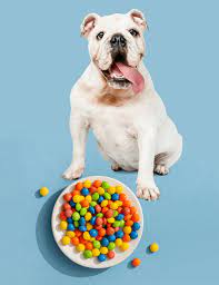 Can Dogs Eat Skittles