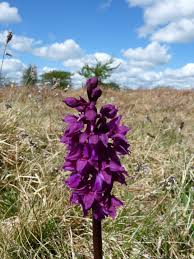 Download copies of the orchid hybrid list, which details all new hybrids registered in the past three please note: Epipactis Atrorubens And More Early Purple Orchid Gallery Orchis Mascula