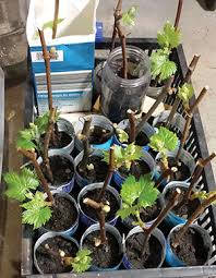 Image result for grapevine cuttings