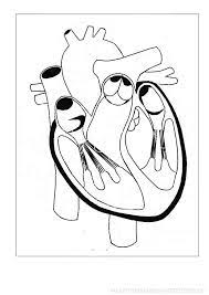 heart coloring page menselijk lichaam het coloriage oiseau
