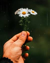 Senay Adli Kullanicinin Cicekler Panosundaki Pin Instagram Cicek Gece