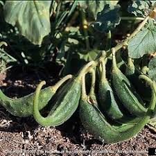 Image result for Pedaliaceae