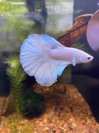 Bettas can breathe from their labyrinth organ which enables the fish. Found This Guy In The Pet Store His Name Is Opal Bettafish