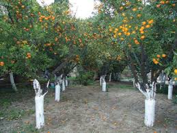 Image result for Citrus reticulata