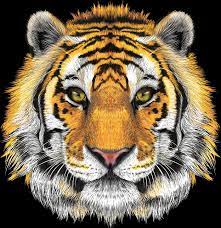 Tiger Face Png Tiger Face Drawing Tiger Face Tiger Art