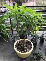 Image result for Sonchus friesii