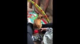 Funny videos with chihuahua cute dogs compilation 10 minutes of laugh. Newsflare Funny Chihuahua Protects Baby From Dad
