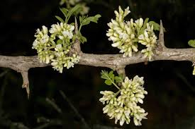 Image result for Dalbergia melanoxylon