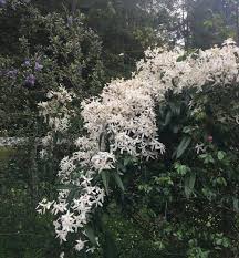 Maybe you would like to learn more about one of these? Clematis Clematis Armandii Snowdrift In The Clematis Database Garden Org