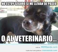 Memes Chistosos De Gatos Y Perros Memes Perros Perros Chistosos Memes De Perros Chistosos