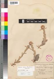 Image result for Helichrysum cephaloideum