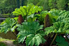 Image result for Gunnera