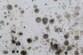 Finding mold in basement areas can be frustrating, and this problem should be cleaned up immediately before the mold harms the health of your family. Black Mold On Your Bathroom Ceiling Read This First