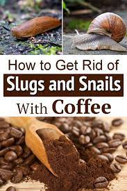 How To Get Rid Of Slugs And Snails With Coffee Hello Lidy Slugs In Garden Snail Snails In Garden