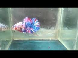 ✓ free for commercial use ✓ high quality images. Ikan Cupang Plakat Fancy Multicolor Youtube