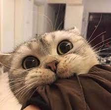 𝐌𝐄𝐋𝐋𝐈𝐅𝐋𝐔𝐎𝐔𝐒 karl jacobs in 2021 cute baby animals cute animals cute cat memes