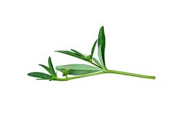 Image result for Gisekia