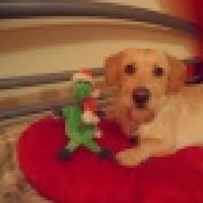 Hund Riecht Nach Eisen Aus Dem Mund