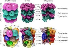 Maybe you would like to learn more about one of these? Structures Of The Archaea And Eukaryotic 20s Proteasomes Here The Download Scientific Diagram