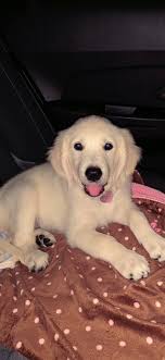 I miss Amy and Gracie, so much.I know Gracie can not be replaced