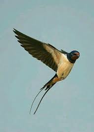 pin by sami karakus on dallendyshet beautiful birds bird photography fun facts about animals