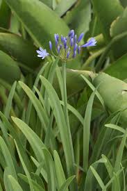 Image result for Agapanthus campanulatus
