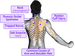 Anatomy of the neck and shoulders. Shoulder Pain Norwich Norfolk Nfk Inspired Chiropractic