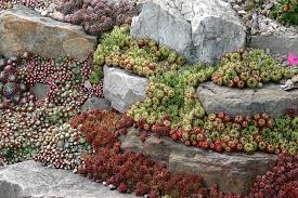My Hens And Chicks Plants Page 2 Rock Garden Rock Garden Plants Landscaping With Rocks