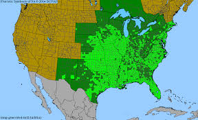 Image result for Chamaecrista wittei