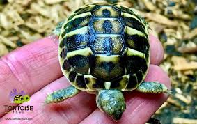 Find a petco pet store near you for all of your animal needs. Best Reptile Pet Store Near Me The Y Guide