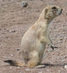Maybe you would like to learn more about one of these? Black Tailed Prairie Dog Wikipedia