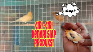 Tips membedakan burung blackthroat jantan dan betina. Ciri Ciri Kenari Betina Siap Kawin Kita