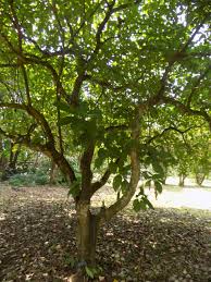 Image result for Voacanga africana