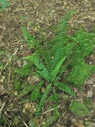Image result for Asplenium preussii