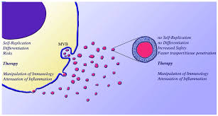 Plant cell vacuoles tend to store a great deal of. Biomedicines Free Full Text Extracellular Vesicles Of Mesenchymal Stem Cells Therapeutic Properties Discovered With Extraordinary Success Html
