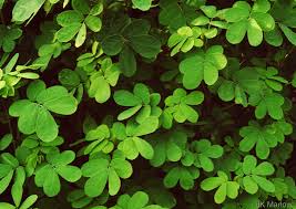 Image result for Senna obtusifolia